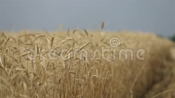 黄穗小麦在风中摇摆小麦成熟穗的背景场收获小麦在田间生长视频视频的预览图
