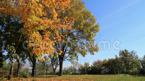 公园里的秋天视频的预览图