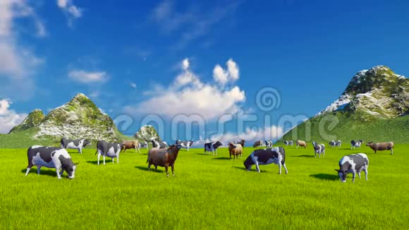绿色高山牧场上的奶牛视频的预览图