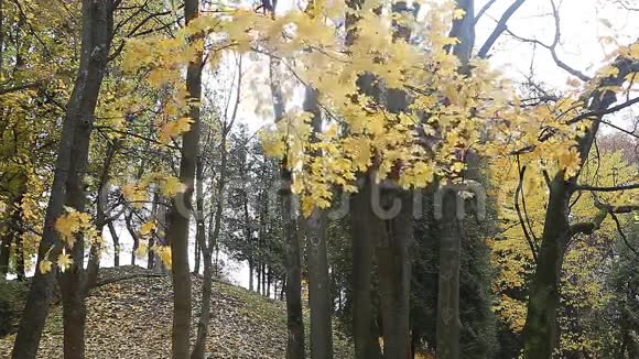 公园里的黄秋叶视频的预览图