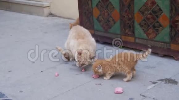 流浪红猫带着一只小猫在街上吃食物视频的预览图