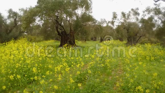 古老的雨下橄榄树冬天的青草和鲜花视频的预览图