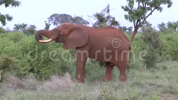 肯尼亚萨凡纳野生动物园的大象视频的预览图