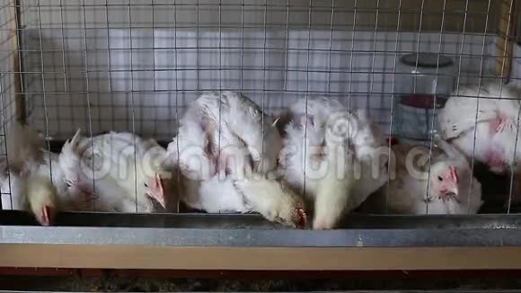 视频几只鸡在笼子里吃联合饲料视频的预览图