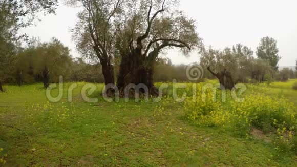 塞浦路斯冬季老花园里李察狮心王在暴雨中栽种的厚厚的老橄榄树视频的预览图