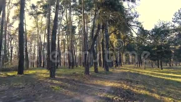 骑自行车的人骑着森林小径视频的预览图