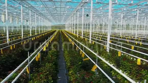 日光下生长的温室玫瑰视频的预览图