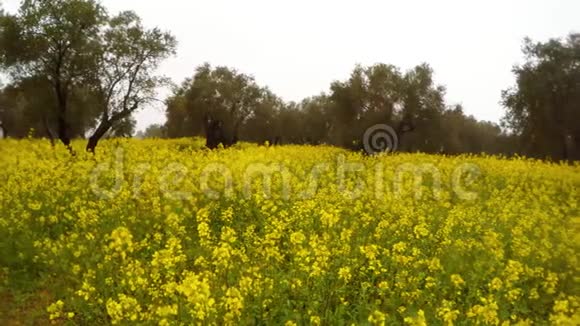 塞浦路斯冬雨下一个古老橄榄园中盛开的黄色田野全景视频的预览图