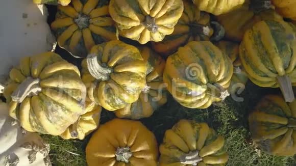 南瓜收割万圣节南瓜秋天的乡村田园背景有植物骨髓视频的预览图