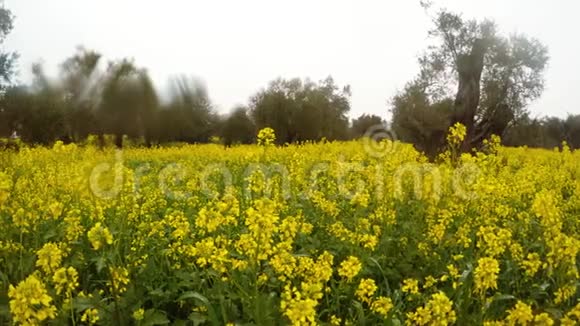 塞浦路斯冬雨下古老橄榄园盛开的黄色田野视频的预览图