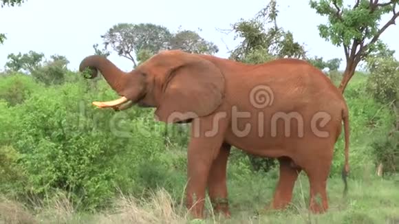 肯尼亚萨凡纳野生动物园的大象视频的预览图