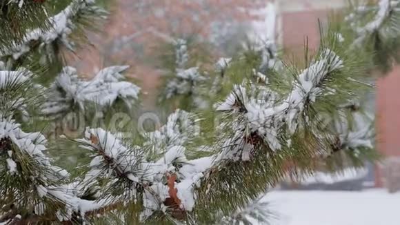 雪中的松树冬枝视频的预览图