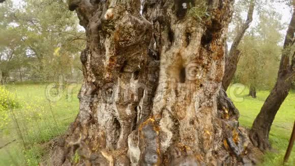 塞浦路斯冬季的旧花园里理查德莱昂赫特国王在暴雨下栽上了一棵深干厚的古老的剪碎的橄榄树视频的预览图