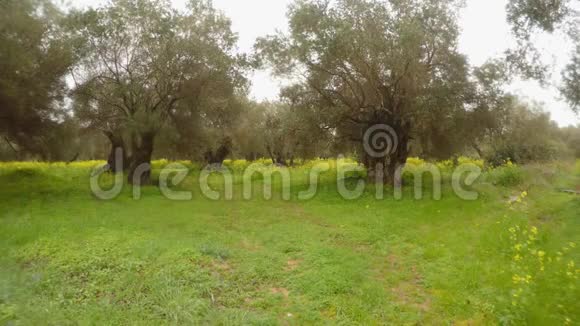 雨中的橄榄树冬天的青草视频的预览图