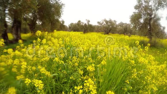 塞浦路斯冬雨下古老橄榄园中盛开的黄色油菜花田视频的预览图