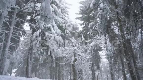 暴风雪在雪山针叶林不舒服不友好的冬季天气视频的预览图