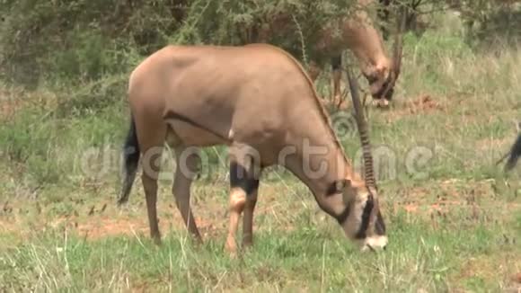 肯尼亚萨凡纳野生动物园的Antelopes视频的预览图