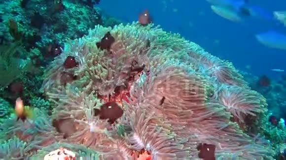 马尔代夫海底的海葵和鱼类视频的预览图