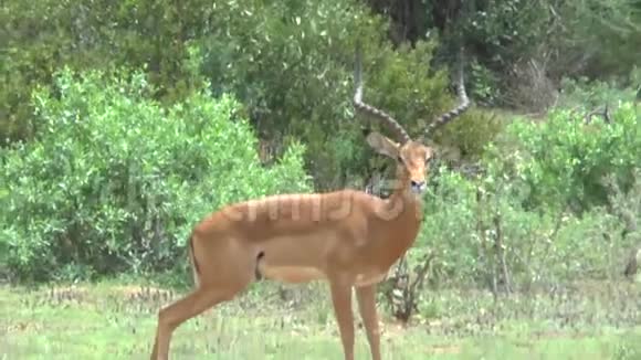 肯尼亚萨凡纳野生动物园的Antelopes视频的预览图