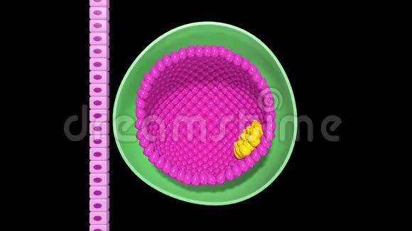 胚胎发育视频的预览图