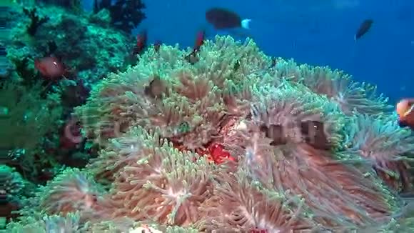 海葵和明亮的小丑鱼在干净的清澈的海底马尔代夫水下视频的预览图