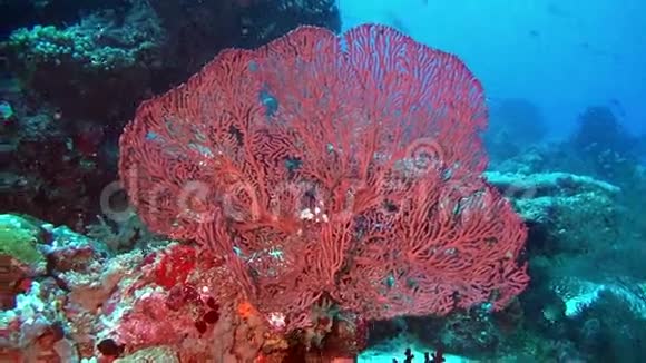 马尔代夫海底清澈海底的独特背景视频的预览图