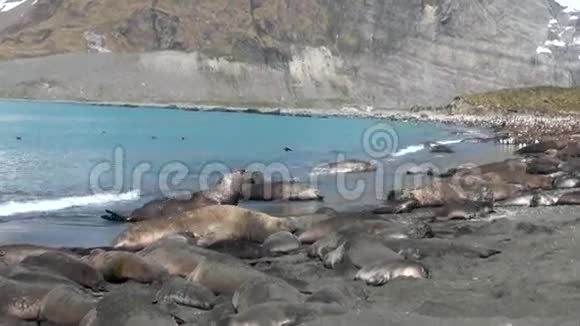 南极福克兰群岛海滩上的海豹群视频的预览图