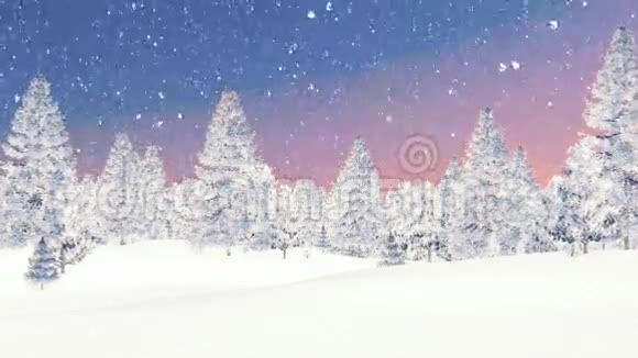 冬云杉林与黎明降雪视频的预览图