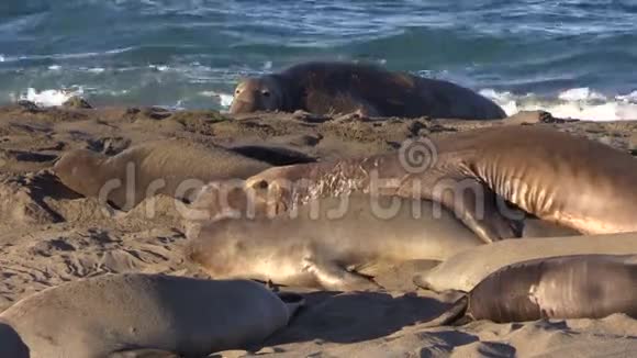 海滩上的大象海豹视频的预览图