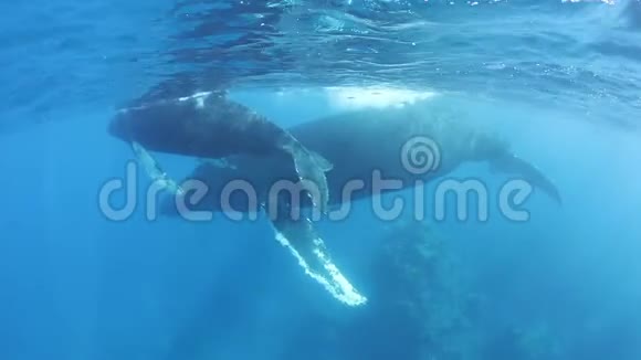 加勒比海座头鲸视频的预览图
