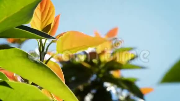芒果树的叶子视频的预览图