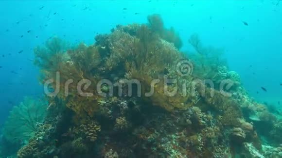 带大海扇的珊瑚礁4k视频的预览图