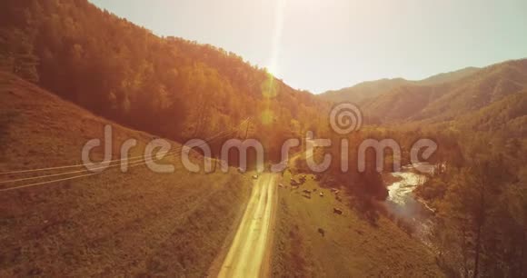 在阳光明媚的夏日早晨中气飞越新鲜的山河和草地农村土路下面奶牛和汽车视频的预览图