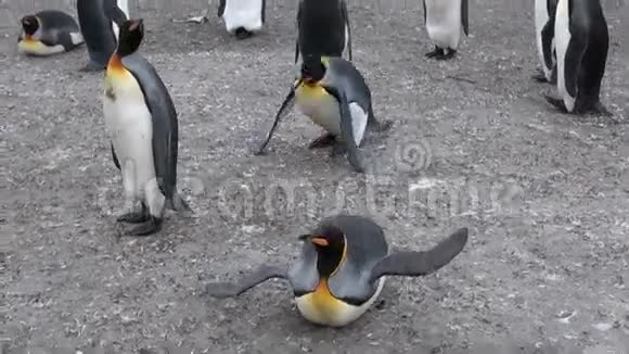 南极洲福克兰群岛的帝国企鹅视频的预览图