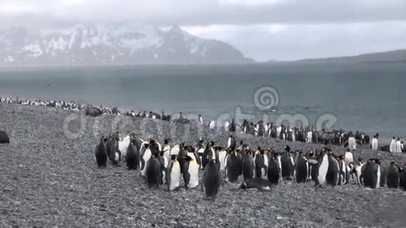 南极洲福克兰群岛海洋海岸的帝国企鹅视频的预览图
