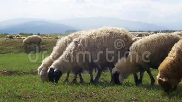 羊群成群结队地在田野上靠着山腰视频的预览图