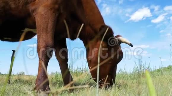 在天空背景的草地上放牧的牛慢动作视频的预览图