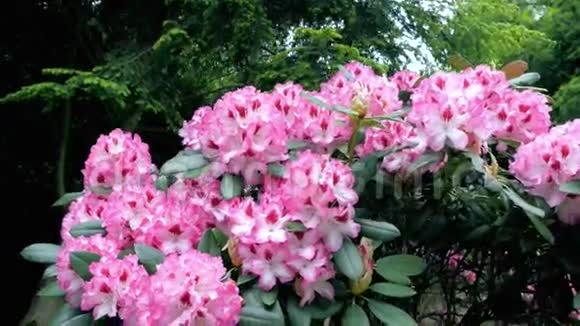 粉红花杜鹃照相机的移动使人们可以看到花的四面视频的预览图