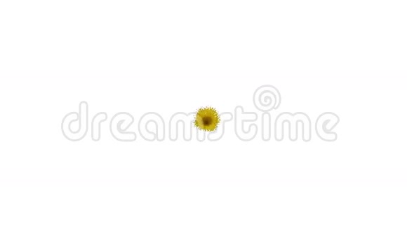 黄色液体龙卷风美丽的彩绘漩涡孤立透明漩涡类液体旋风三维动画视频的预览图