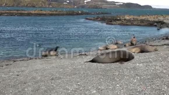 雪山背景上的海豹群南极洲福克兰群岛视频的预览图