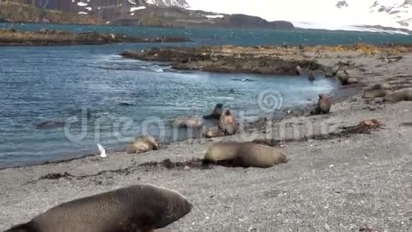 南极洲福克兰群岛雪山背景上的海豹群视频的预览图