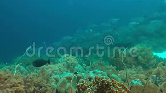 珊瑚礁上的大眼睛特雷瓦利视频的预览图