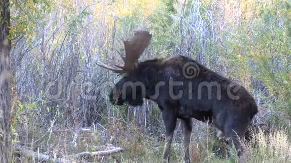 罗汀希拉斯公牛驼鹿视频的预览图