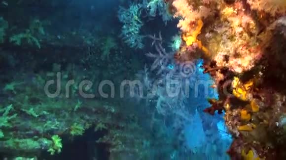以红海彩色珊瑚为背景的水下鱼群视频的预览图