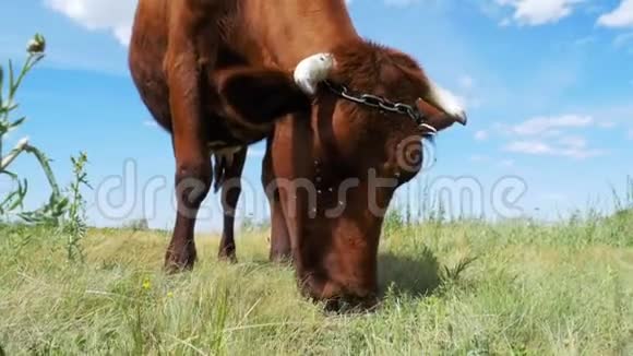 在天空背景的草地上放牧的牛慢动作视频的预览图