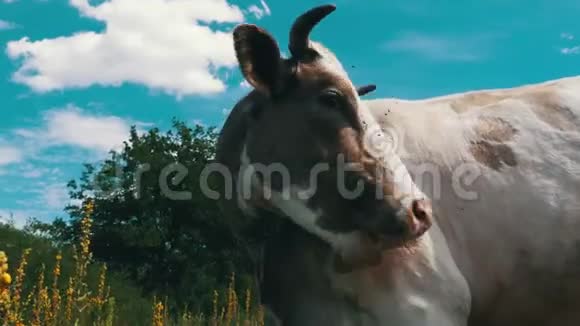 美丽的灰白牛在草地上放牧视频的预览图