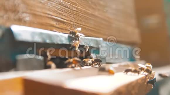 慢动作录像蜂群的生活方式飞入蜂巢收集花粉熊蜂蜜养蜂概念视频的预览图
