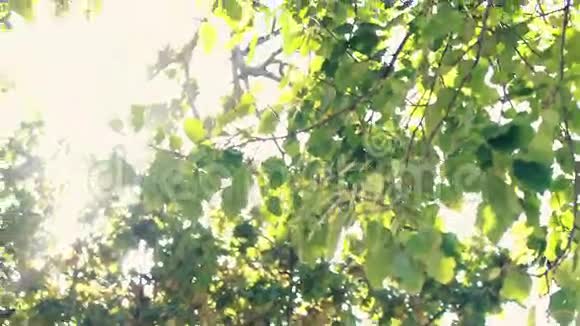 公园里的树木视频的预览图