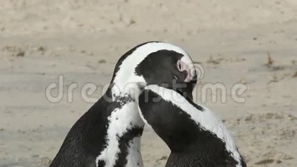 非洲企鹅视频的预览图