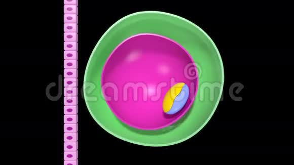 胚胎发育视频的预览图
